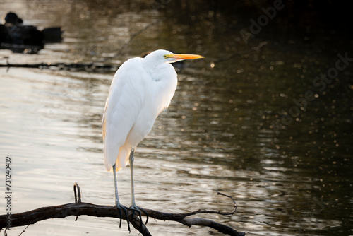 Backlit Egret