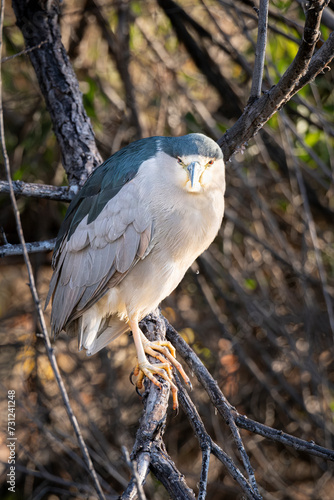 Black-crowned Night-Heron of Gilbert