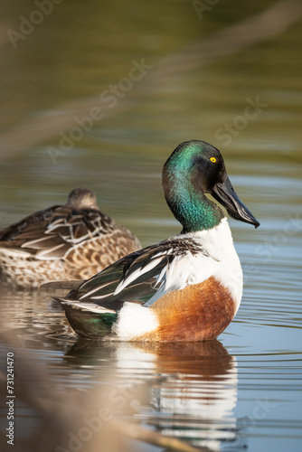 Northern Shoveler of Gilbert