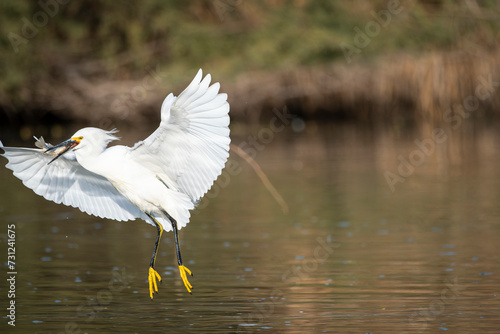Snowy Egret with Fish