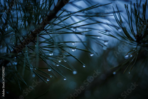 rain on the branches of tree
