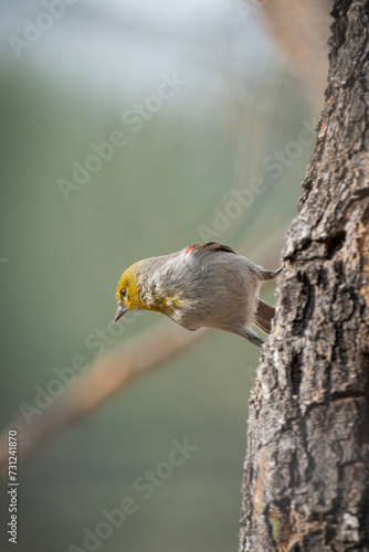 Verdin getting Horizontal