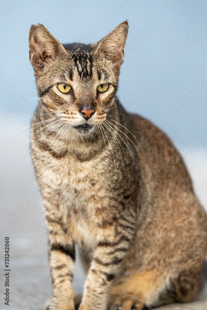 closeup of stray cat posing