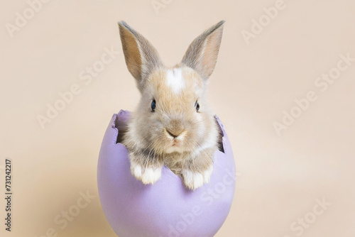 Cute Easter Rabbit bunny hatching from light pastel purple Easter egg,looking at the camera. isolated on pastel beige background. Copy space, Happy Easter holiday concept. © ARVD73