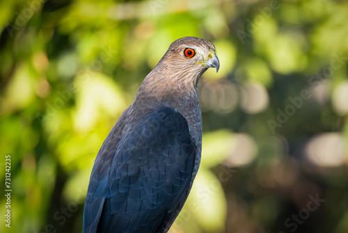 Portrait of a Cooper's Hawk