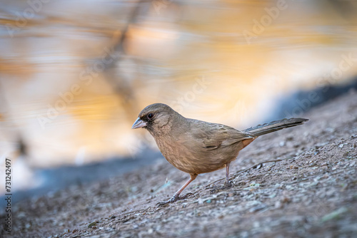 Albert's Towhee on the Pond