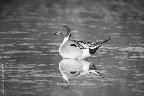 B & W Pintail