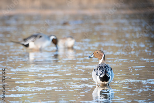Pintail looking left
