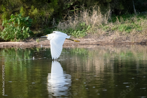 Snowy Egret dipping his Wing