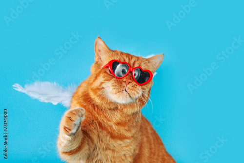 Close-up portrait of ginger british cat with in sunglasses and angel wings on blue background. Valentines Day concept