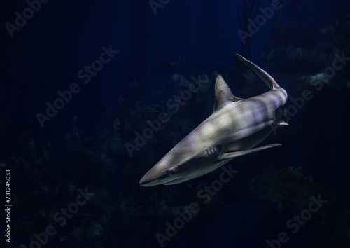 Grey Reef Shark on blue ocean background
