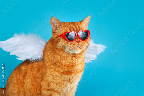 Close-up portrait of ginger british cat with in sunglasses and angel wings looking away on blue. Valentines Day