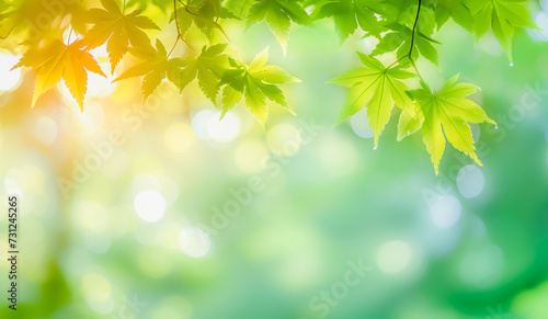 Maple leaves in spring on green bokeh background, Spring nature freshness and renewal background, Copy space