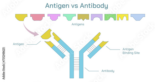 Antibodies are produced by the immune system in response to antigens vector illustration. Complementary binding sites on the Ab and on the Ag molecules. The differences between antigen and antibody.