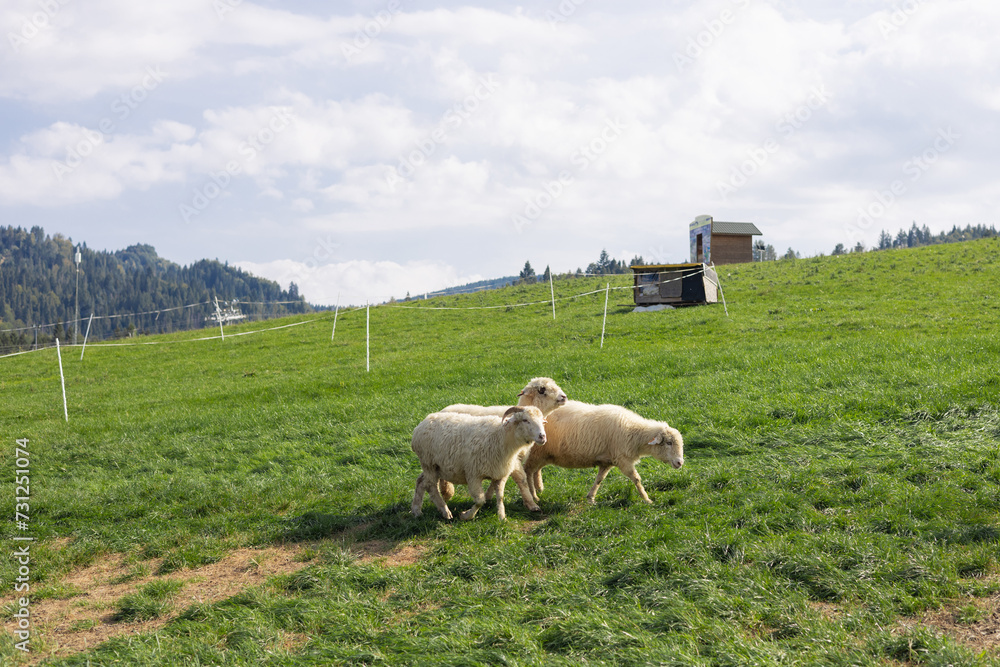 Sheeps in a meadow on green grass. Flock of sheep grazing in a hill. European mountains traditional shepherding in high-altitude fields. Farming outdoor. Sheeps in a meadow on green grass. Flock of sheep grazing in a hill. European mountains traditional shepherding in high-altitude fields. Farming outdoor.
