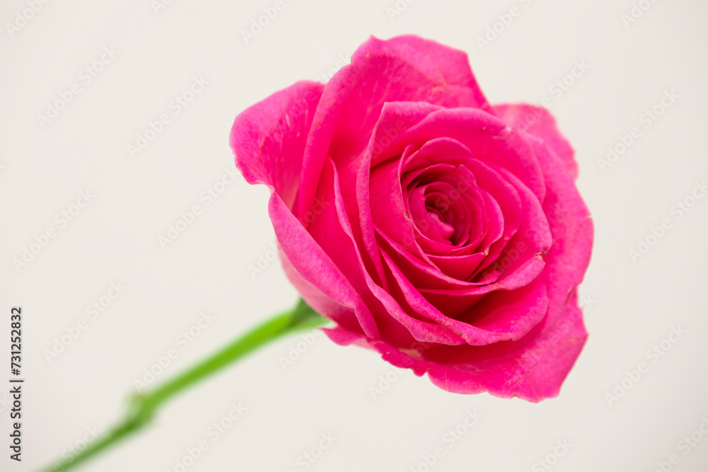 Single Pink Rose Single Pink Rose