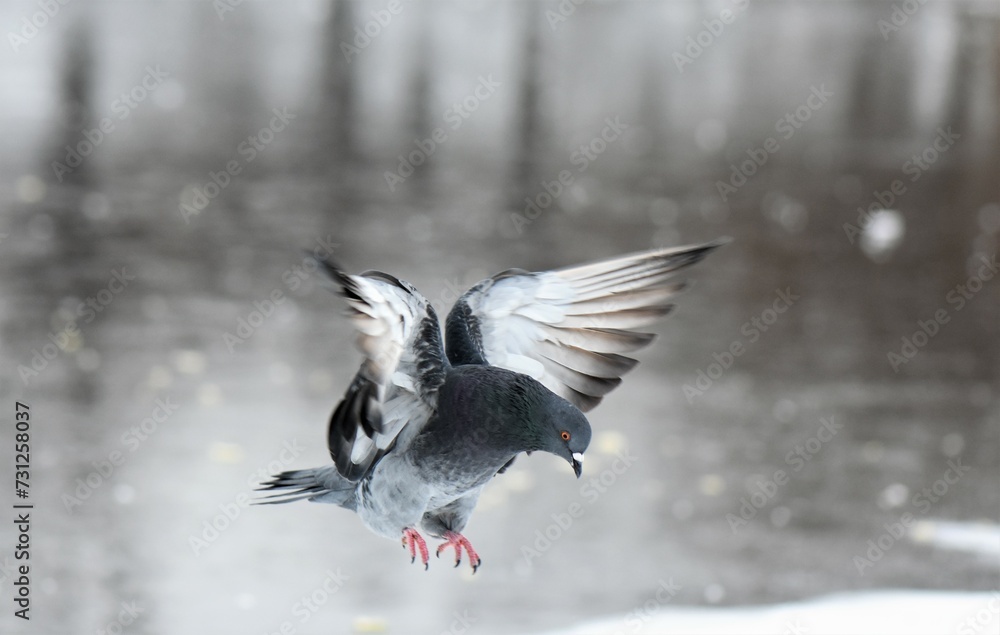 Obraz premium Pigeon in flight on snow in the city park in winter