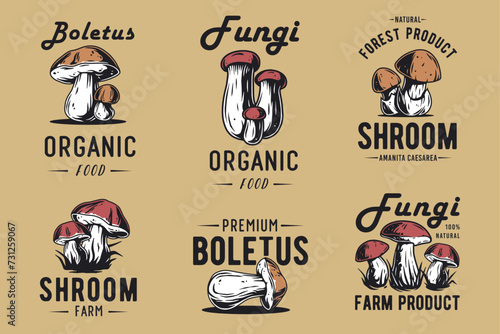 Mushroom boletus set of porcini, king bolete. Vegetarian fungus boletus for food. Nature fungi for healthy nutrition picking