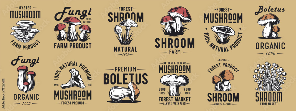 Obraz premium Forest mushroom boletus set of porcini, king bolete. Vegetarian fungus boletus for food. Nature fungi for healthy nutrition, mushroom picking