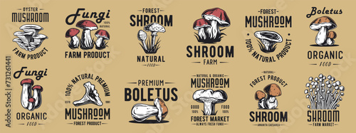 Forest mushroom boletus set of porcini, king bolete. Vegetarian fungus boletus for food. Nature fungi for healthy nutrition, mushroom picking