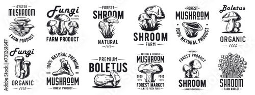 Forest mushroom boletus set of porcini, king bolete. Vegetarian fungus boletus for food. Nature fungi for healthy nutrition, mushroom picking