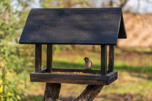 Wooden bird feeder on autumn garden. Sparrow in feeder, close up