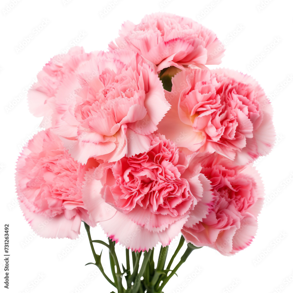 flower Pink .tone. Carnation : Deep love and admiration flower Pink .tone. Carnation : Deep love and admiration