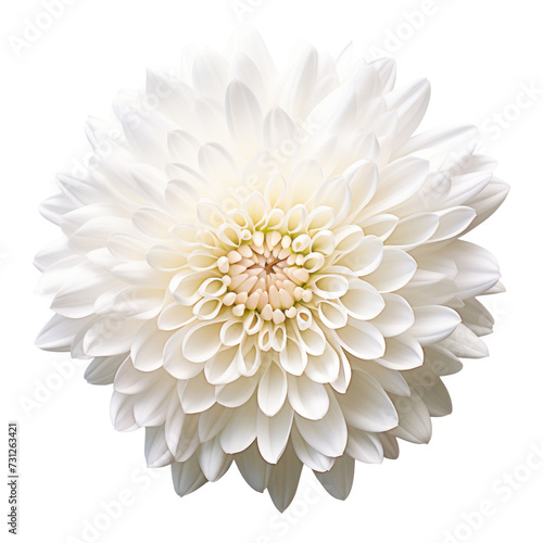  warm.white tone.Chrysanthemum (White): Loyalty and honesty