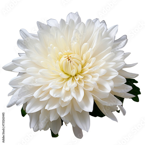 Wallpaper Mural ดีflower  - White tone.Chrysanthemum (White): Loyalty and honesty Torontodigital.ca