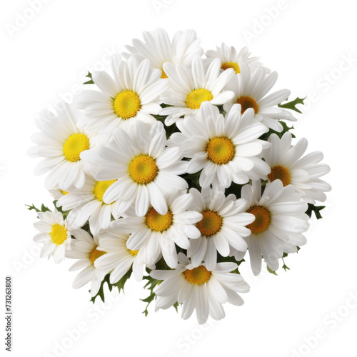 flower  -  bloom. White tone. Daisy  Innocence and purity