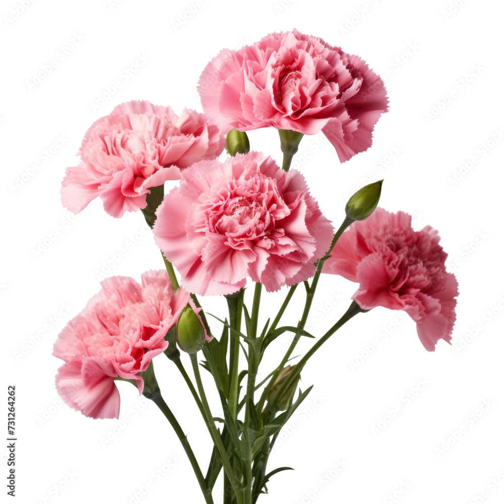 Carnation Pink flower tone. Carnation (Red) flower : Deep love and admiration