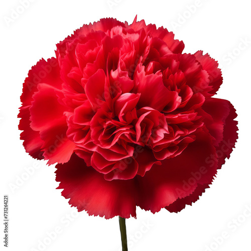 Burgundy Red .tone. Carnation (Red): Deep love and admiration © kanyarat