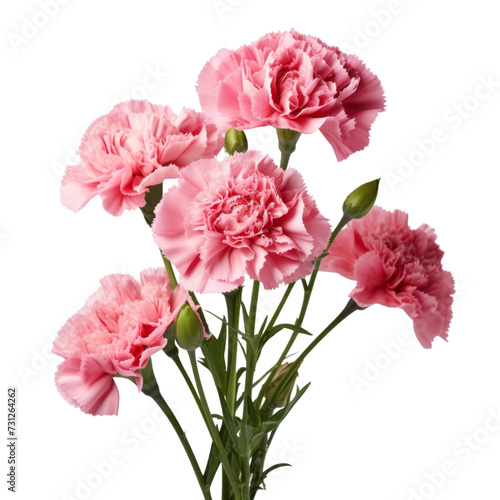 Carnation Pink flower tone. Carnation (Red) flower : Deep love and admiration
