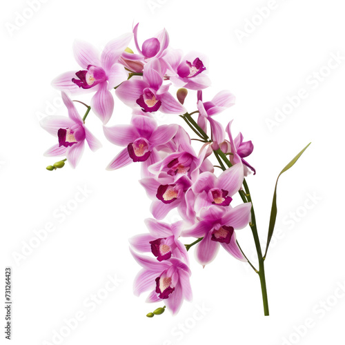 flower Cotton Candy Pink flower tone. Dendrobium Orchid  Refinement