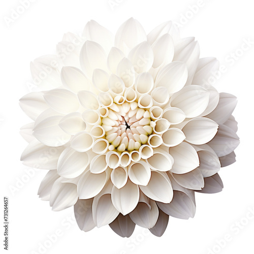 Wallpaper Mural cute .White tone. flower Chrysanthemum (White): Loyalty and honesty Torontodigital.ca