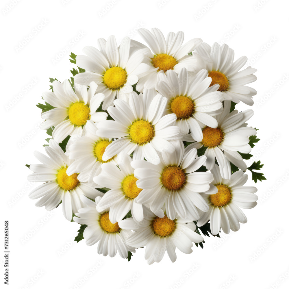 Obraz premium - flora .White tone. Daisy: Innocence and purity