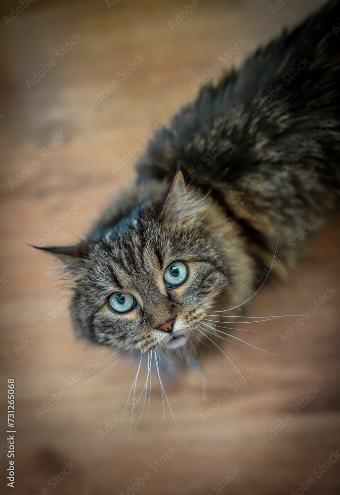 Tabby brown cat with green eyes and wooden ground