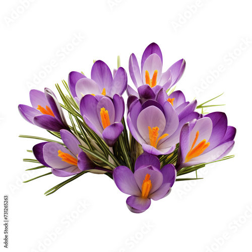 flower.purple tone. Crocus: Cheerfulness