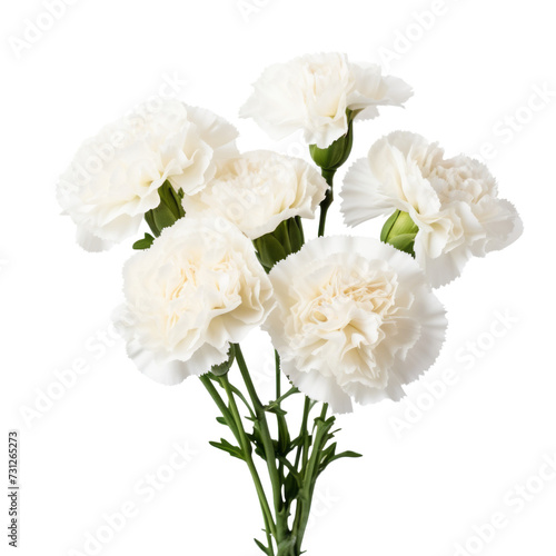 flower.White tone. Carnation (White): Pure love and luck