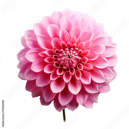  Fuchsia Pink. Dahlia: Elegance and dignity