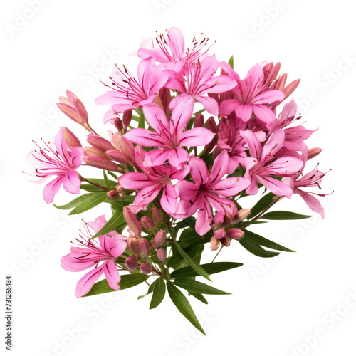  - Fuchsia Pink .tone. Carnation (Red): Deep love and admiration Cleome: Silliness