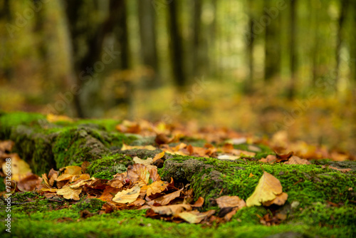 Selective focus on fallen dry leaves on a layer of green moss on a background of blurry tree trunks