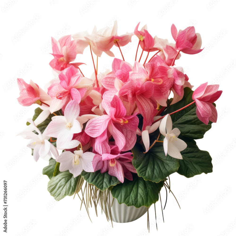 - Peach Pink.Cyclamen: Resignation and goodbye - Peach Pink.Cyclamen: Resignation and goodbye