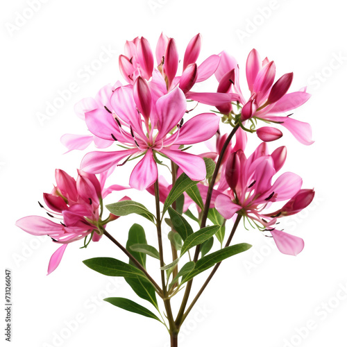 - Orchid Pink.tone. Carnation (Red): Deep love and admiration Cleome: Silliness © kanyarat