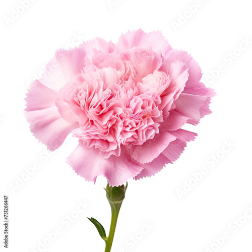 Rose Pink.tone. Carnation (Red): Deep love and admiration