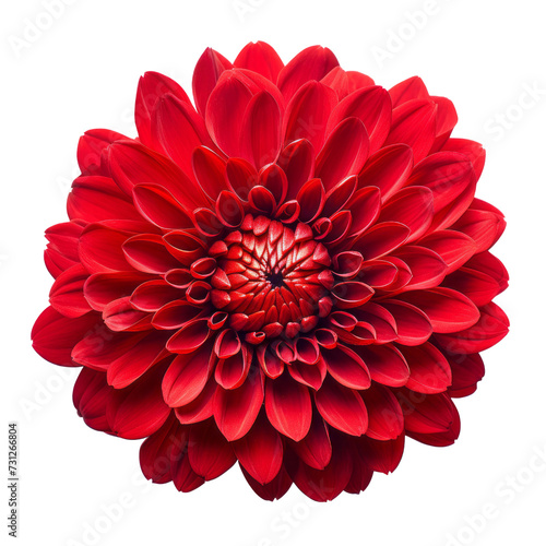  Vermilion Red .tone. Chrysanthemum (Red): Love and deep passion