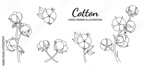 Hand drawn set of cotton branches. Cotton flower buds. Botanical art isolated on white background. Vector illustration