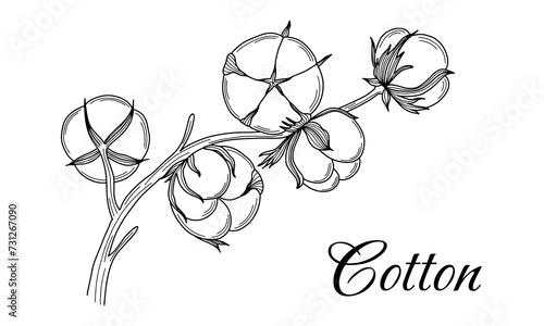 Cotton branch hand drawn in vintage engraving style. Black and white vector illustration