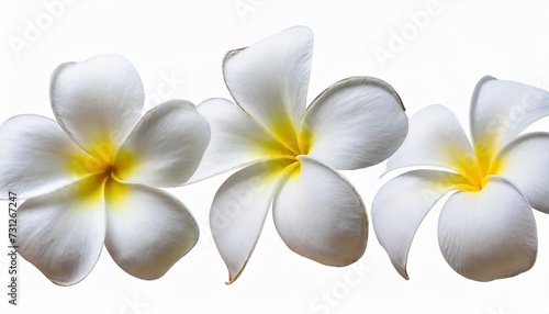 set of white frangipani plumeria flower isolated png