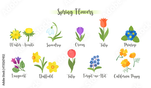 Cute spring flowers bloom. Cartoon vector illustration spring botany garden. Early springtime flower blossom and floral names signature - snowdrop, daffodil, crocus, tulip. Bright vibrant flat design.